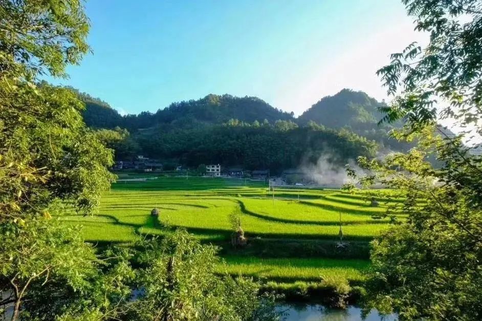 乡游黔中 · 岑巩县 下寨村|穿越红豆杉,来凉爽下寨村赏荷