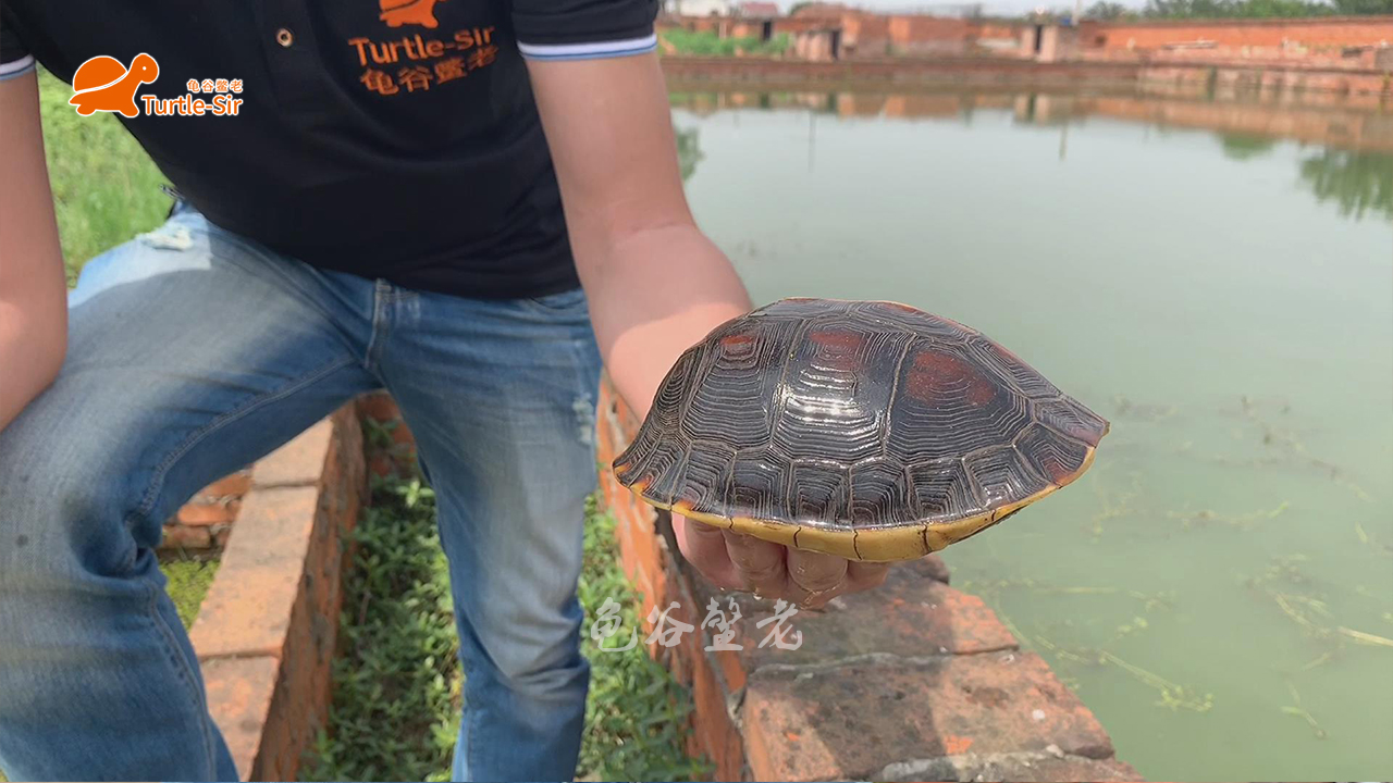 黄缘龟颜色越养越淡是怎么回事「龟谷鳖老」