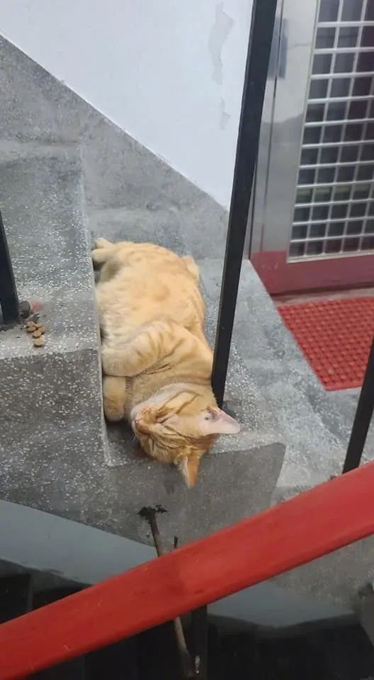 送外卖时,惊见一只庞然大物挡住了去路,还睡得这么香