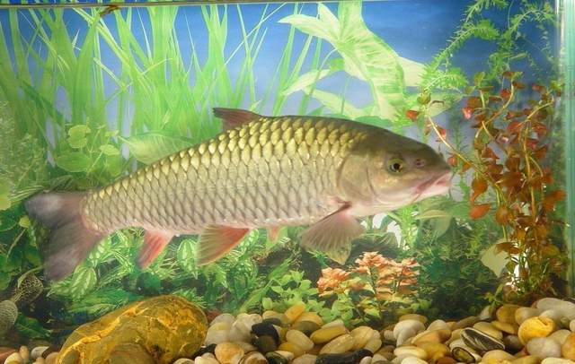 但随着人口的膨胀,耕地的缩减,人们越来越仰赖野生食用植物和鱼类.