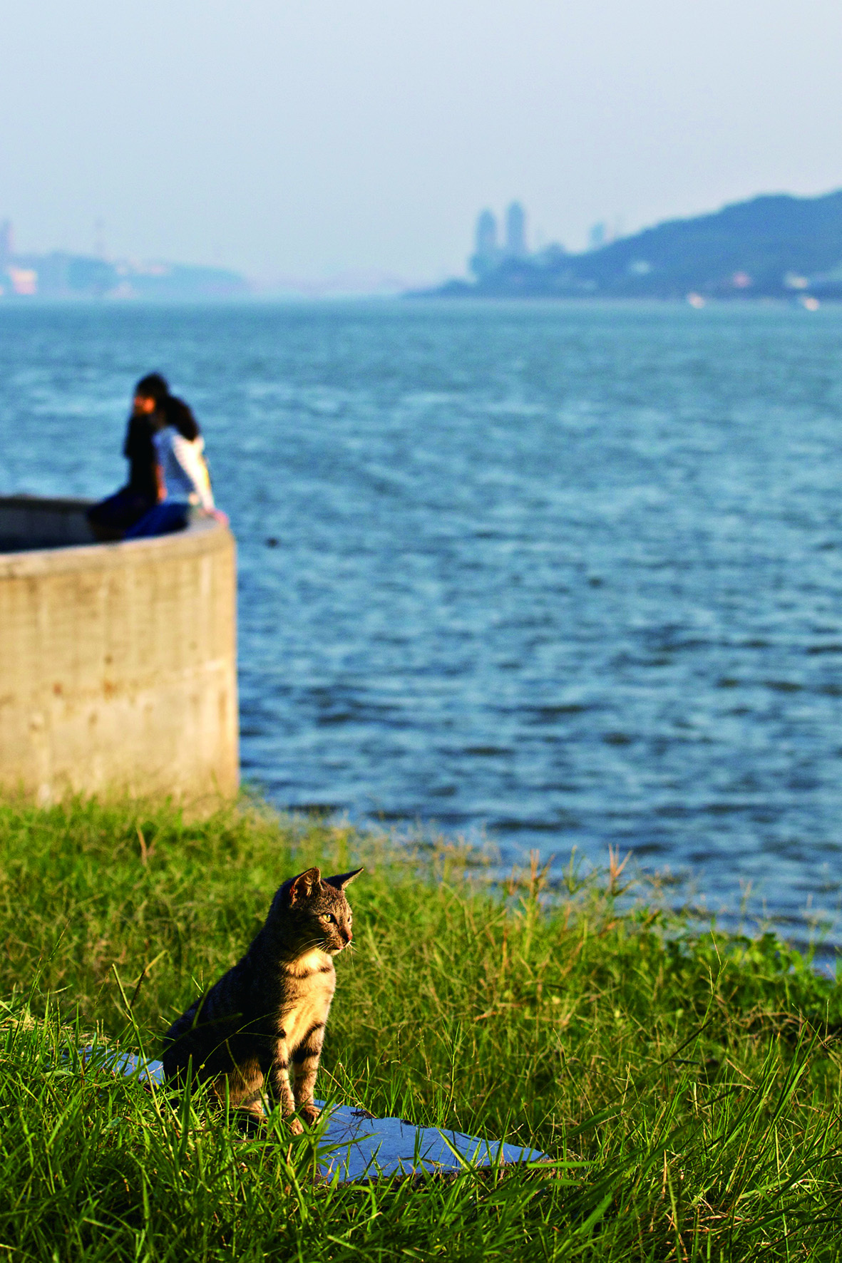 图注：淡水街猫,，摄影：KT.jpg