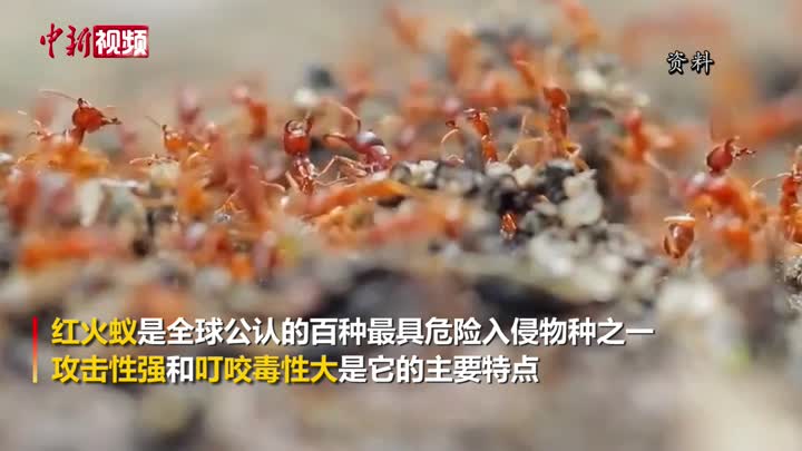 疾控专家：被红火蚁叮咬后 应第一时间清洗伤口