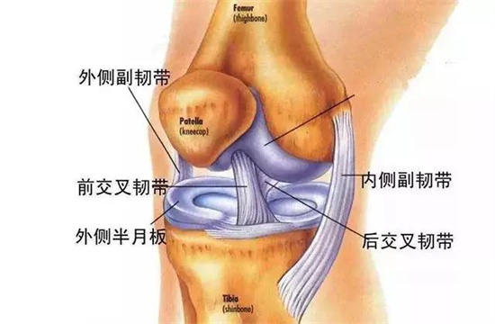 且 动 且珍 膝 膝关节损伤不可逆 前交叉韧带断裂 凤凰网