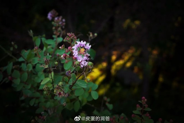 9.11 GR Meet回顾 理光GR IIIx魅力势不可挡