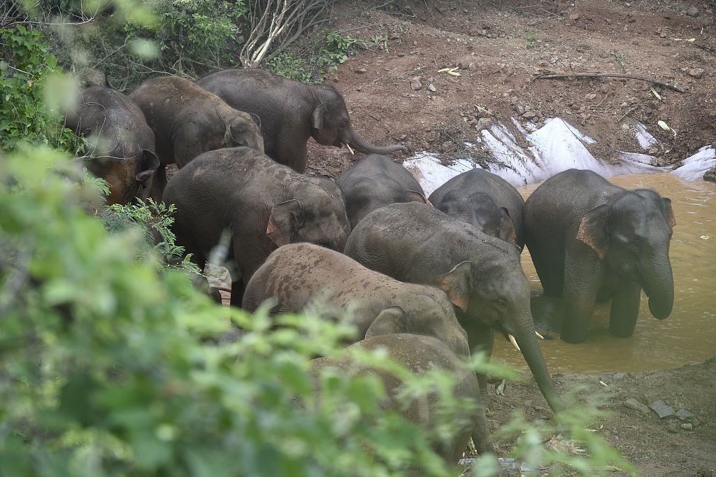 云南省玉溪市元江哈尼族彝族傣族自治县,通过元江干流之前,亚洲象在
