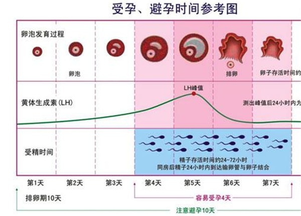 卵泡的生长速度依据每个人的情况而有所不同的,在正常的女性的月经