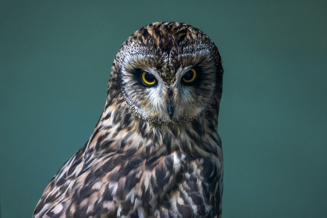 最亲民的超长焦 佳能RF600mm、800mm体验