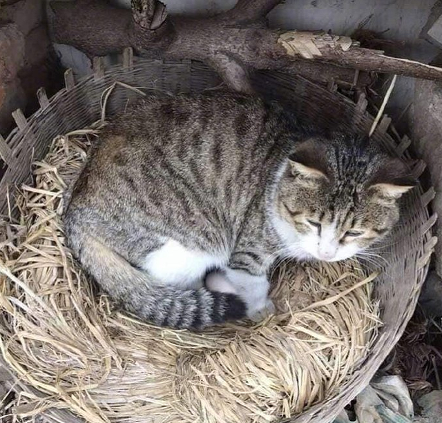 老家母鸡下蛋,猫咪犯懒趴鸡窝,竟和睦相处营造共同领域__凤凰网