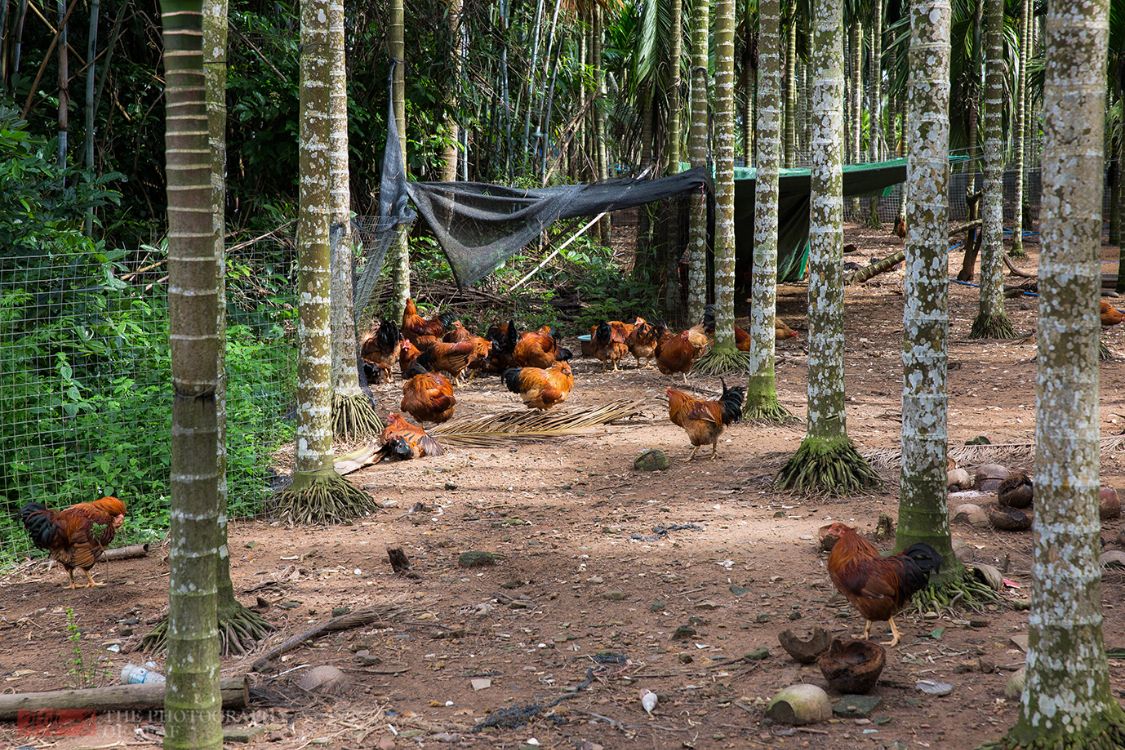 寻找正宗海南文昌鸡,原来鸡肉不是煮熟是烫熟的,海南人:没听过