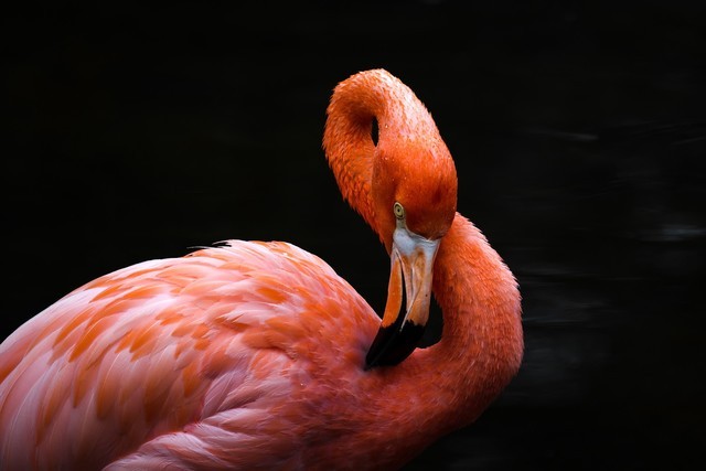 最亲民的超长焦 佳能RF600mm、800mm体验