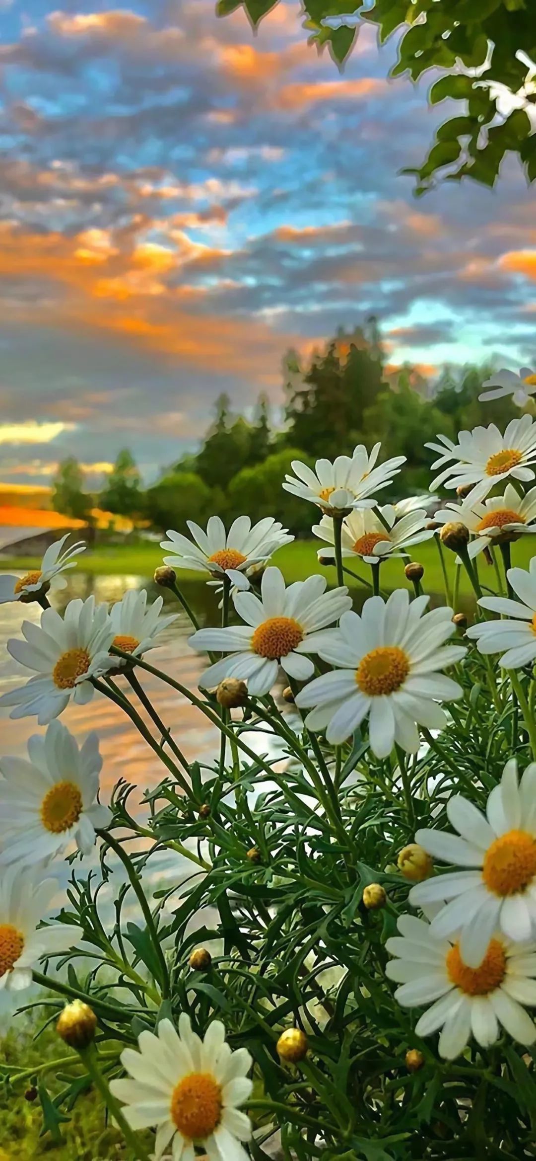 换张壁纸 换个心情 凤凰网