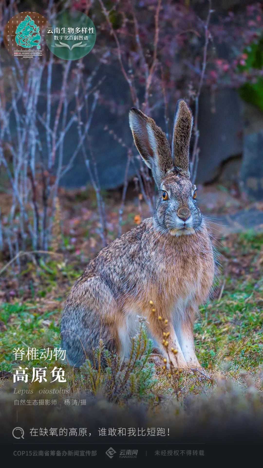 【雲南生物多樣性數字化百科圖譜】脊椎動物·高原兔:在缺氧的高原,誰