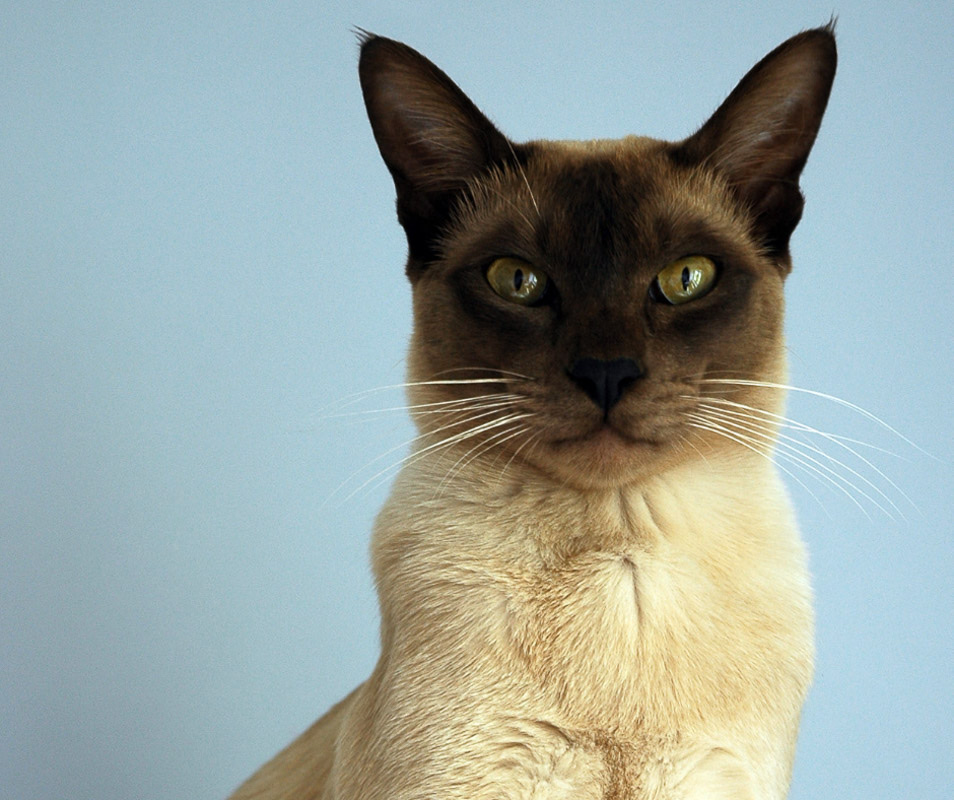 世界上这十一种稀有的猫咪,你都听说过吗?