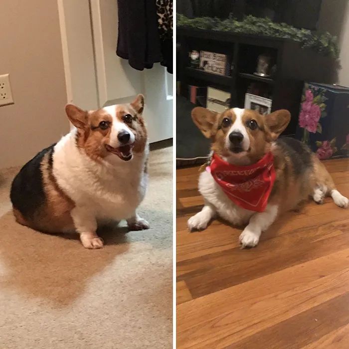 " "伦家不是胖噢,只是腿短显胖啦.