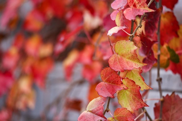 亲民远摄镜头 佳能RF100-400mm IS USM评测
