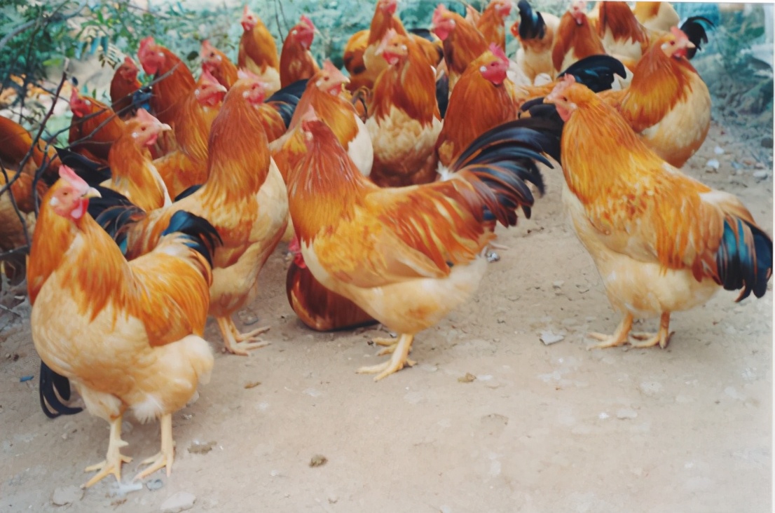 夏季黄羽肉鸡采食量低,球虫病多发,着色效果更差,应如何应对?__凤凰网