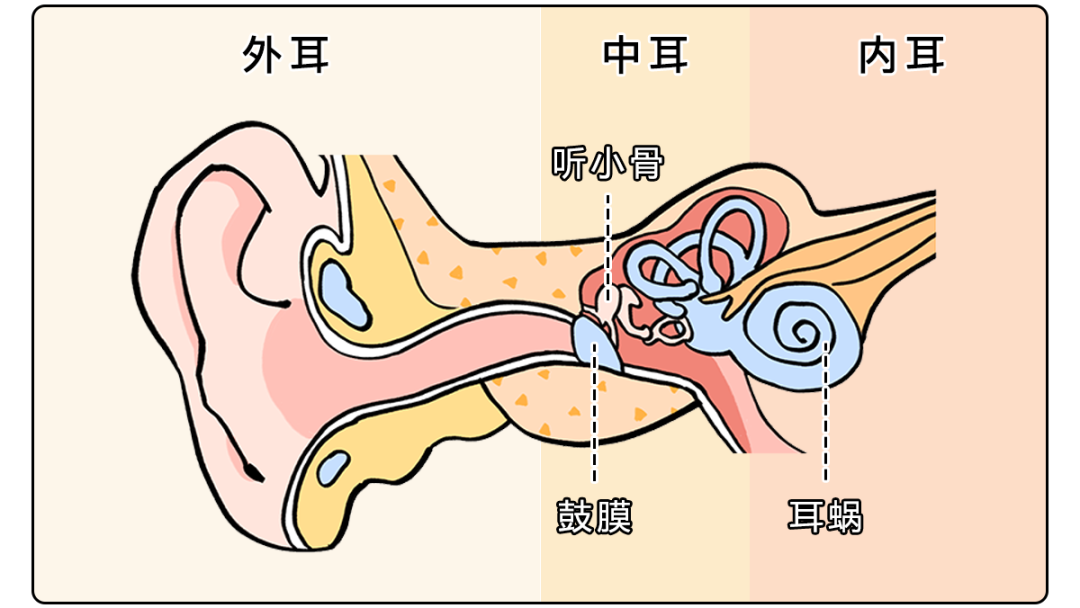 我们之所以能分辨 各种音调的声音 主要靠的是 耳朵最里面的「耳蜗」