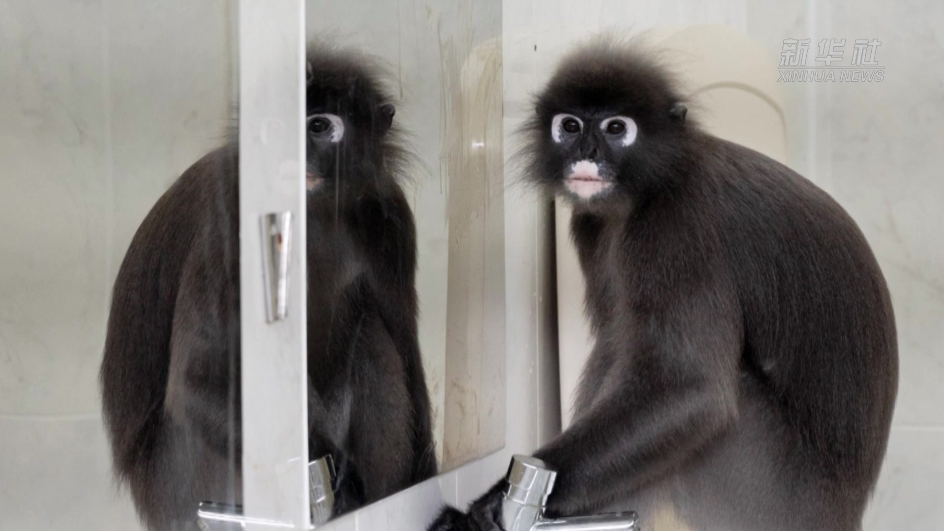 新加坡:猴子"照"镜