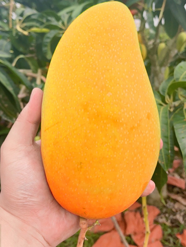9!比脸还大!海南巨无霸芒果19°高甜,全是肉,核超小