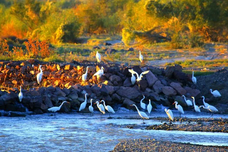 伊犁河湿地芳草湖 ~ 白鹭的乐园