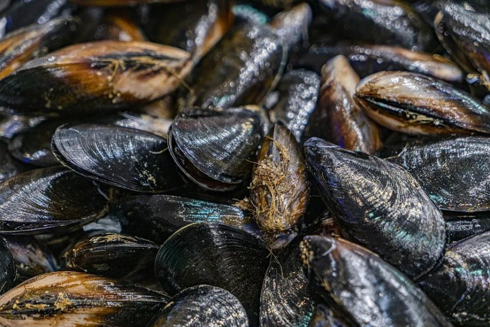 谨慎食用海虹,织纹螺多地发布预警通告究竟是哪两种海产品呢?