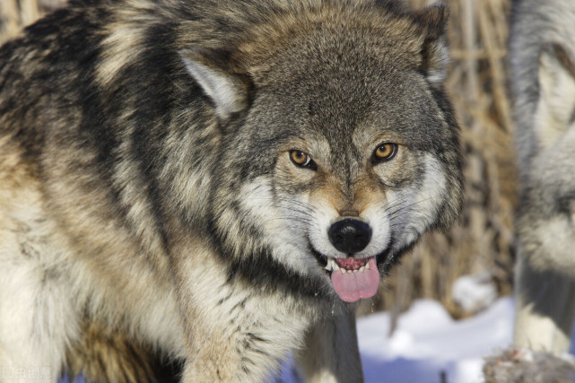 为救孩子,徒手和狼斗