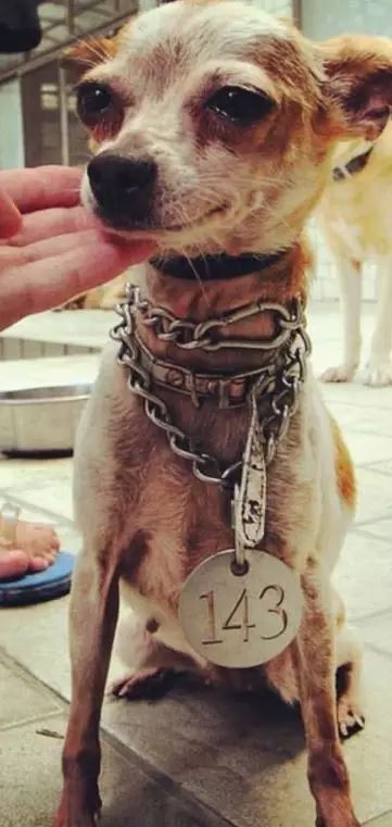 被割掉了声带的繁殖犬 在被安乐死前终于被改变了命运 凤凰网