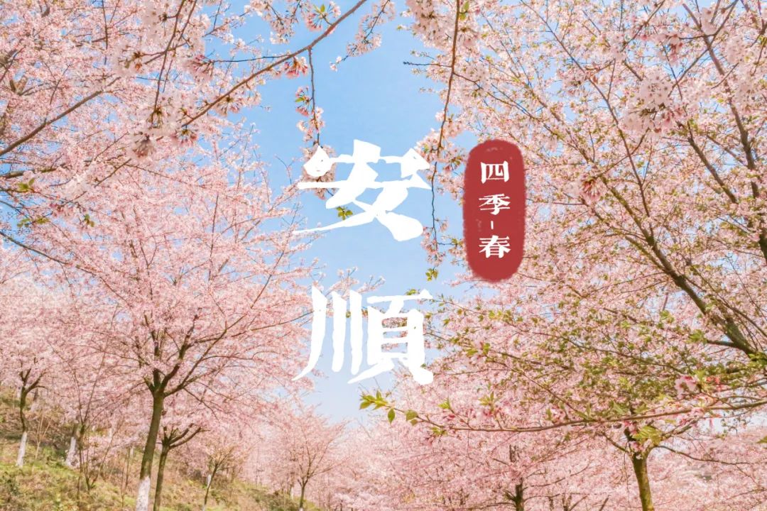 贵州推出春季主题旅游线路，邀您共赏最美人间四月天