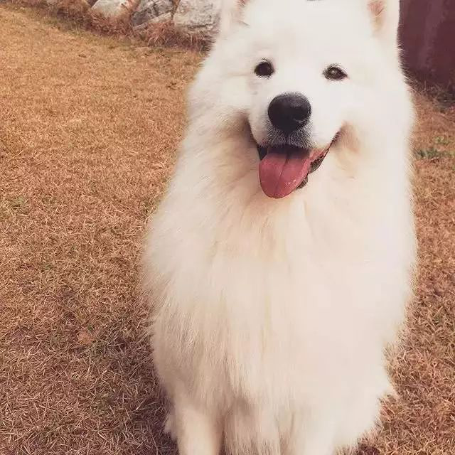 萨摩和柯基的爱情结晶"萨摩基"__凤凰网