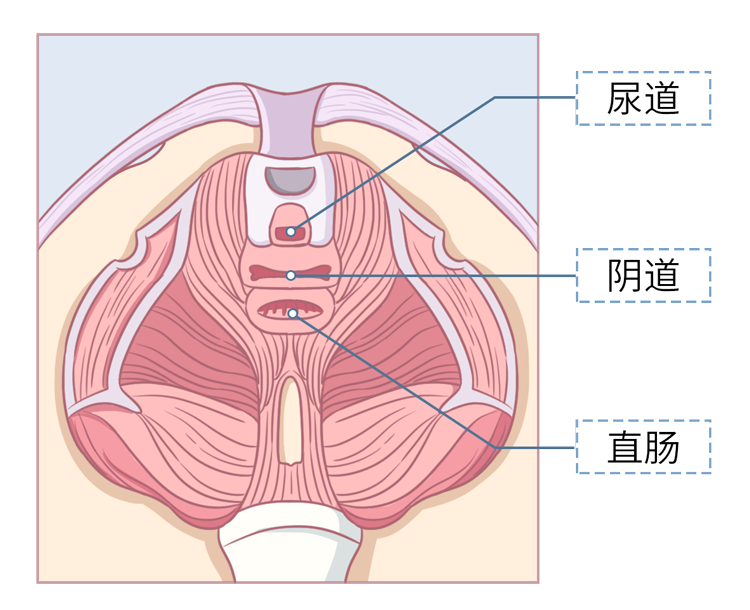 留意一下 尿道