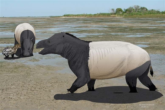 冠齿兽 图片来源:anton wroblewski大量脚印化石表明