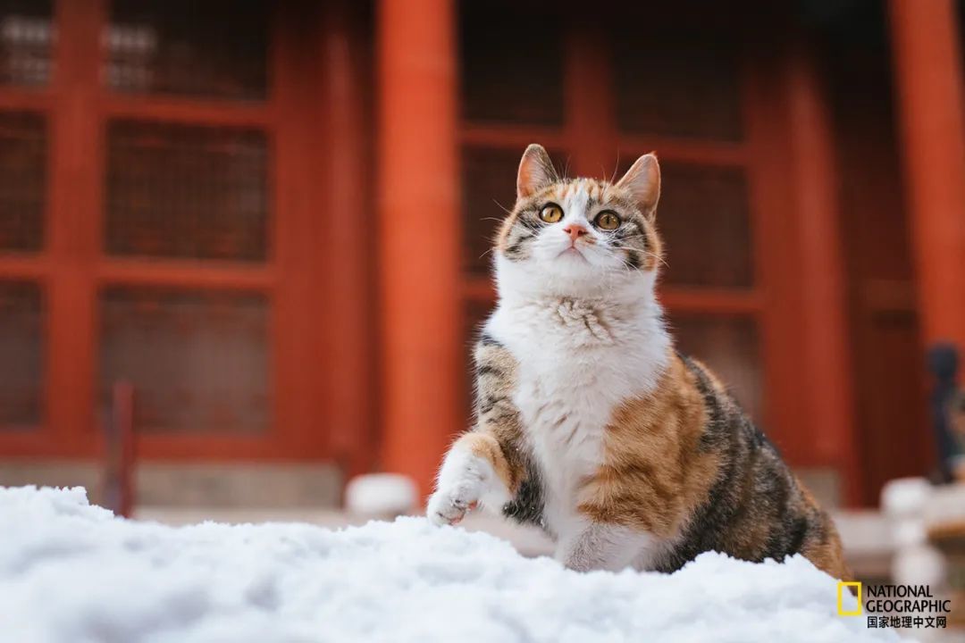 故宫的猫 比雪好看太多了