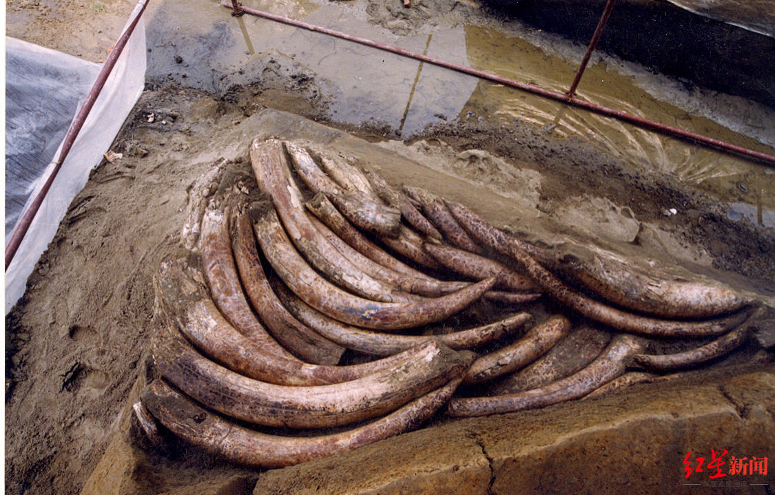 金沙遗址发掘时的象牙堆积