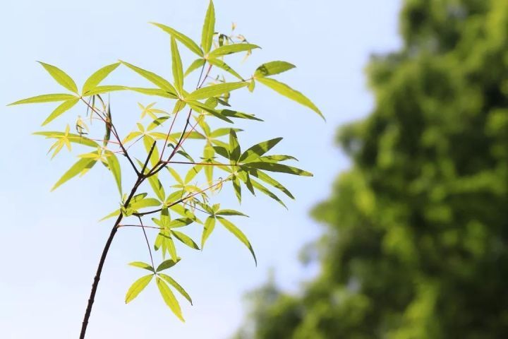 五小叶槭简介插图 五小叶槭简介插图