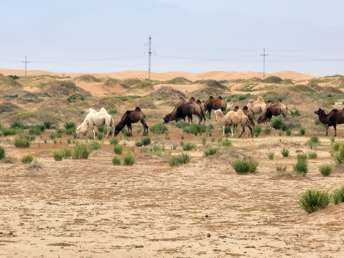 沈克尼在腾格里沙漠远足图中发来的实时照片