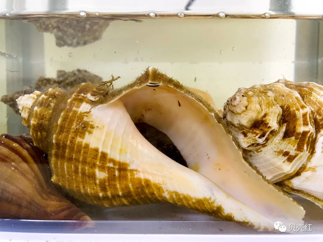 深圳人舌尖上的贝类——绝对不可错过的美食之管角螺篇