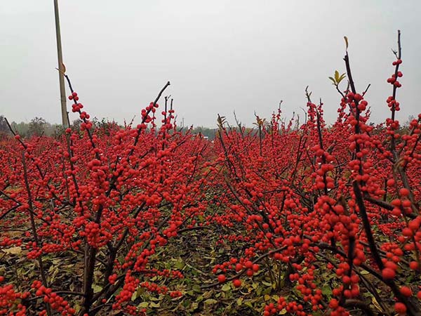 在村后的223亩荒坡地上,种植了55750株北美冬青