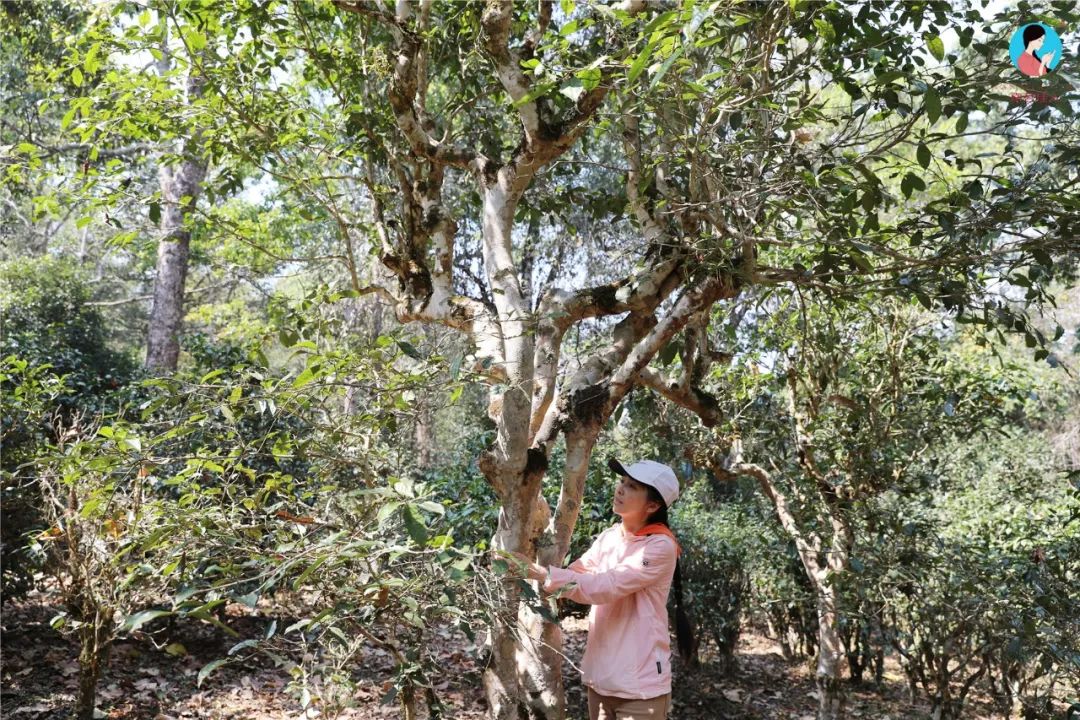 树龄最大过渡性古茶树,世界最古老野生古茶树,都在这片茶区__凤凰网