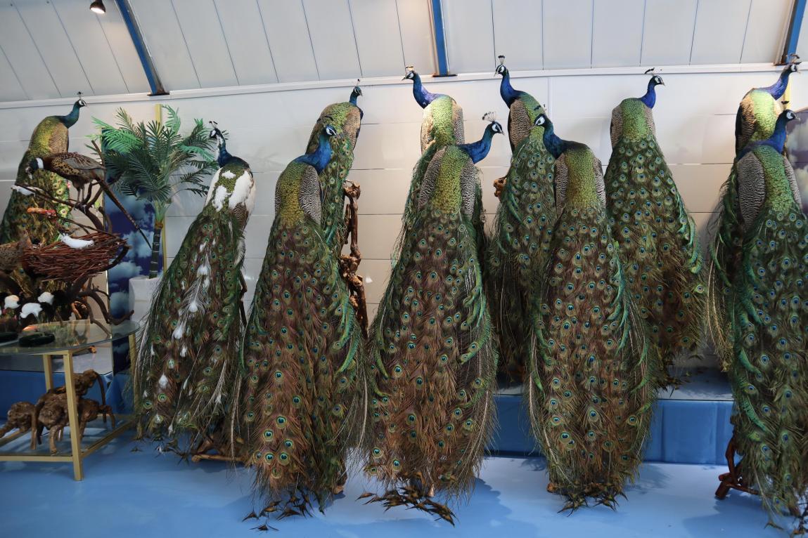 (孔雀标本 央视网记者 王静远 摄)