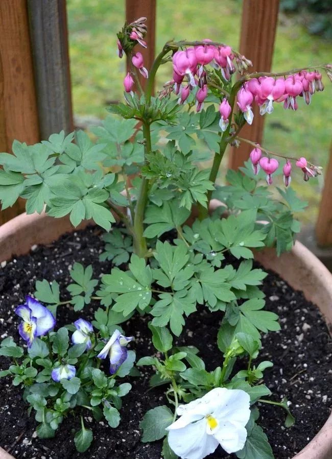 耐阴又容易开花的植物(户外耐阴又容易开花的植物)