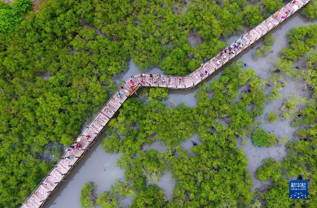 这是在广西北海市金海湾红树林生态休闲区拍摄的红树林（2017年8月23日摄，无人机照片）。新华社记者 黄孝邦 摄