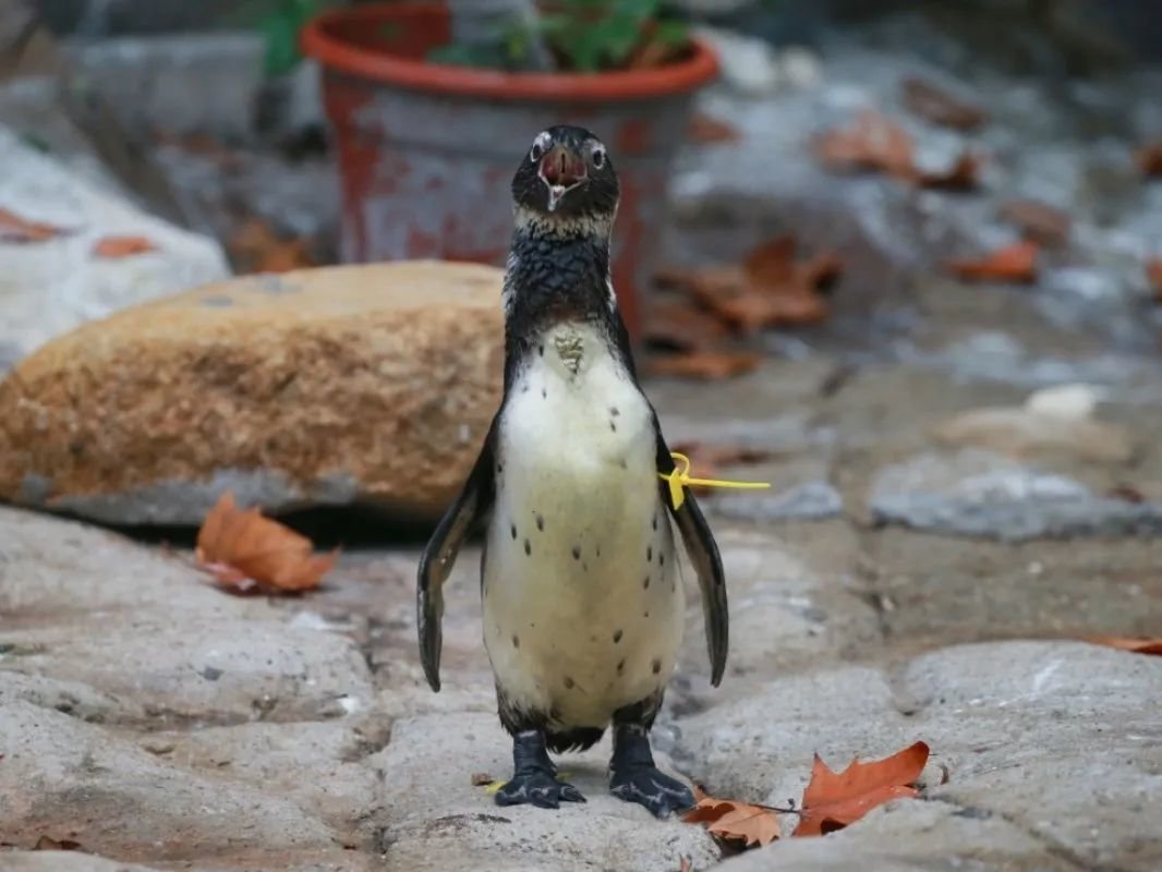 从胆小拒食到融入集体，幼年斑嘴环企鹅“哔哩”在上海亮相_凤凰网