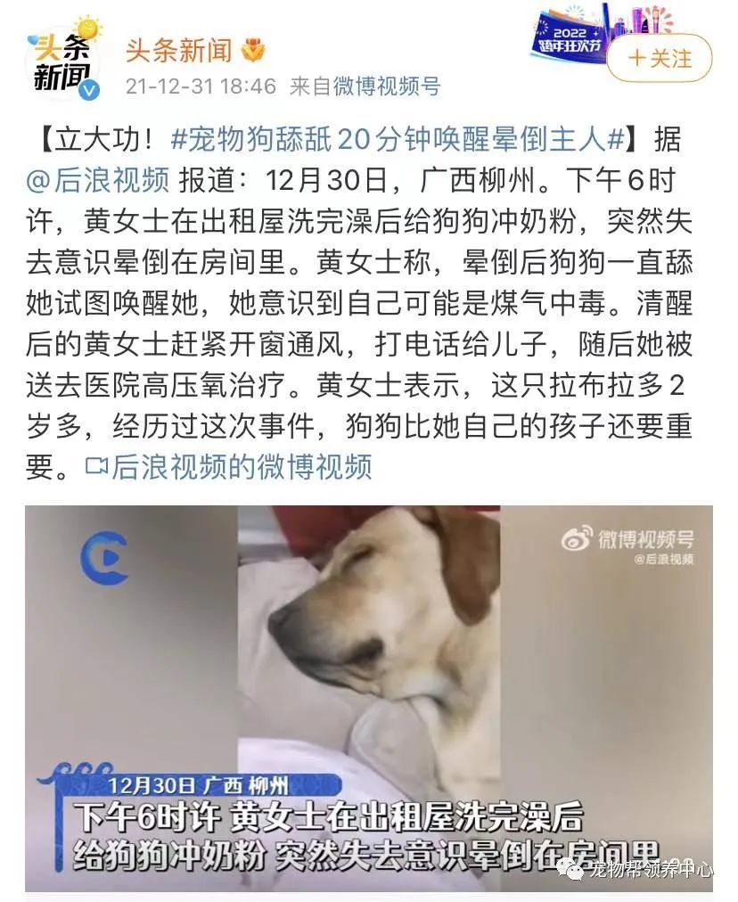 仆人煤气中毒晕倒，狗狗舔舐20分钟救她一命，仆人：狗狗比我的孩子还重要…