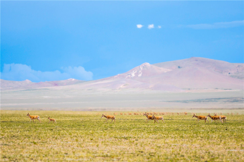 在双湖县境内拍摄的藏羚羊(7月11日摄).新华社记者 周荻潇 摄