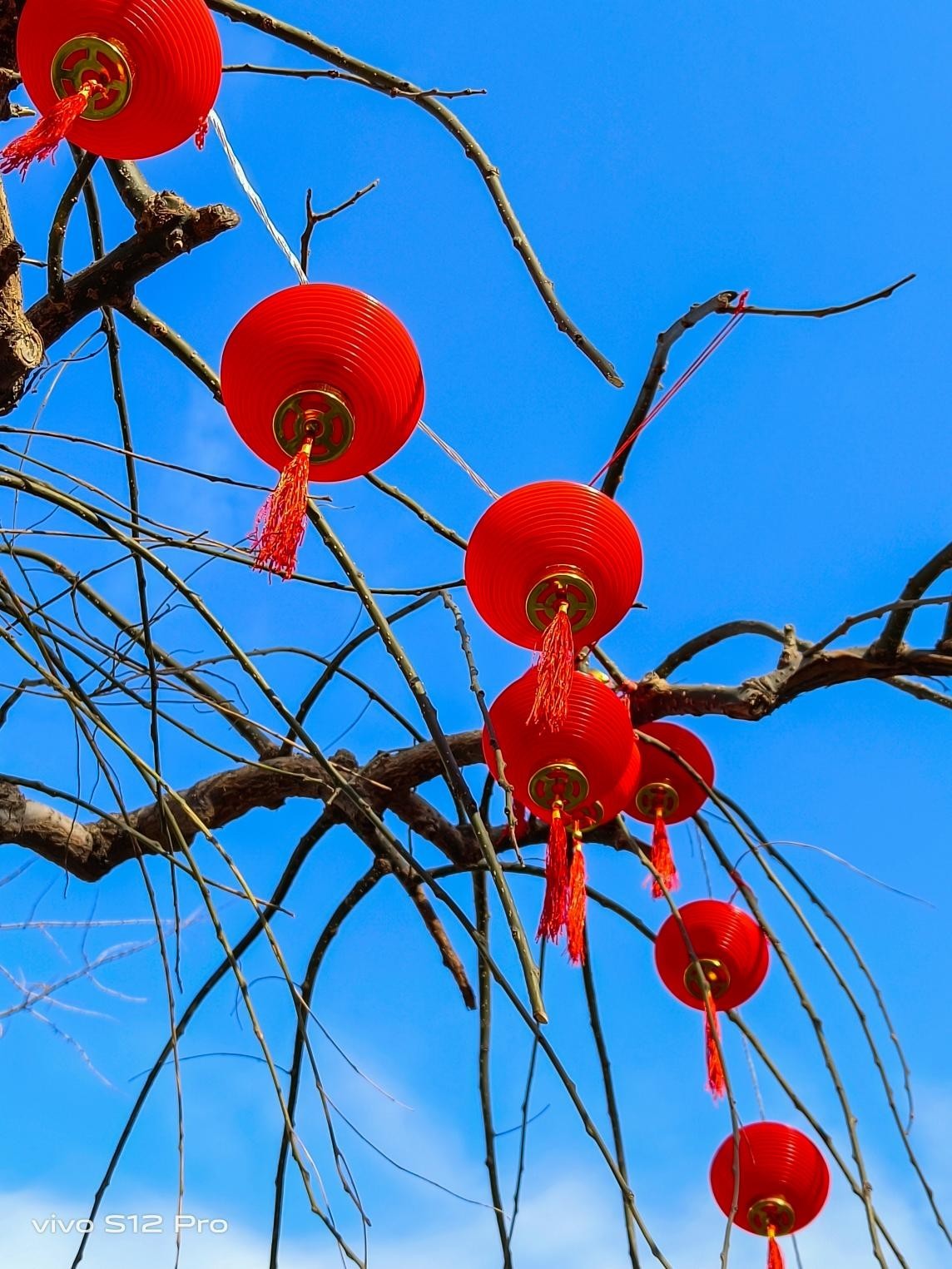 镜头里的中国年是火红火红的