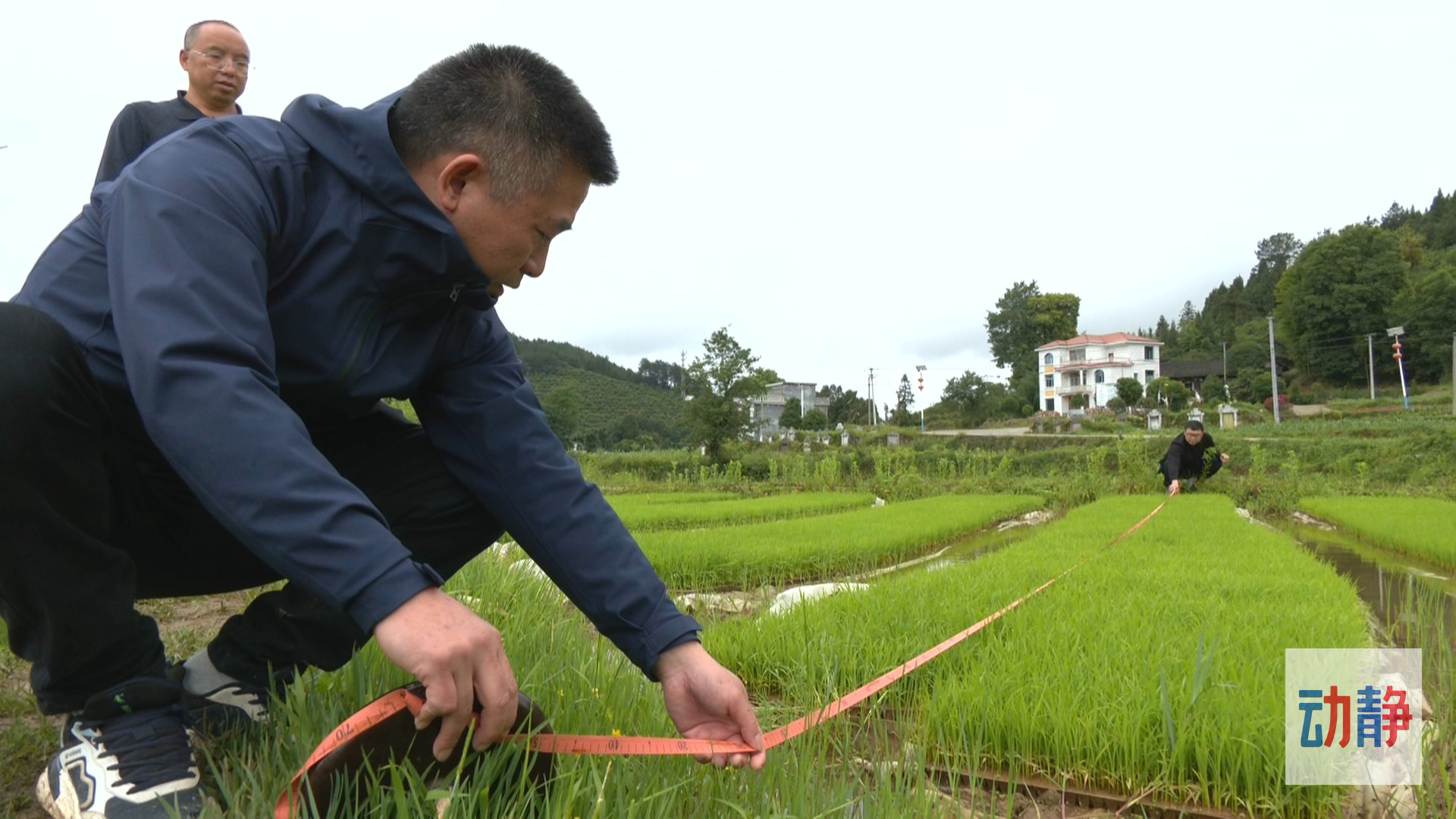 大国“粮”策丨贵州农业生产托管探索种地新模式