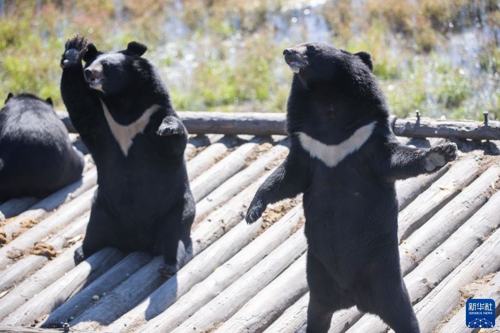 这是9月4日拍摄的抚远黑瞎子岛探秘野熊园内的黑熊.
