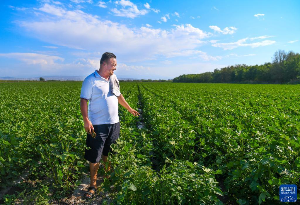 在位于新疆玛纳斯县境内的一处棉田里，种植户查看棉花长势（6月30日摄）。
