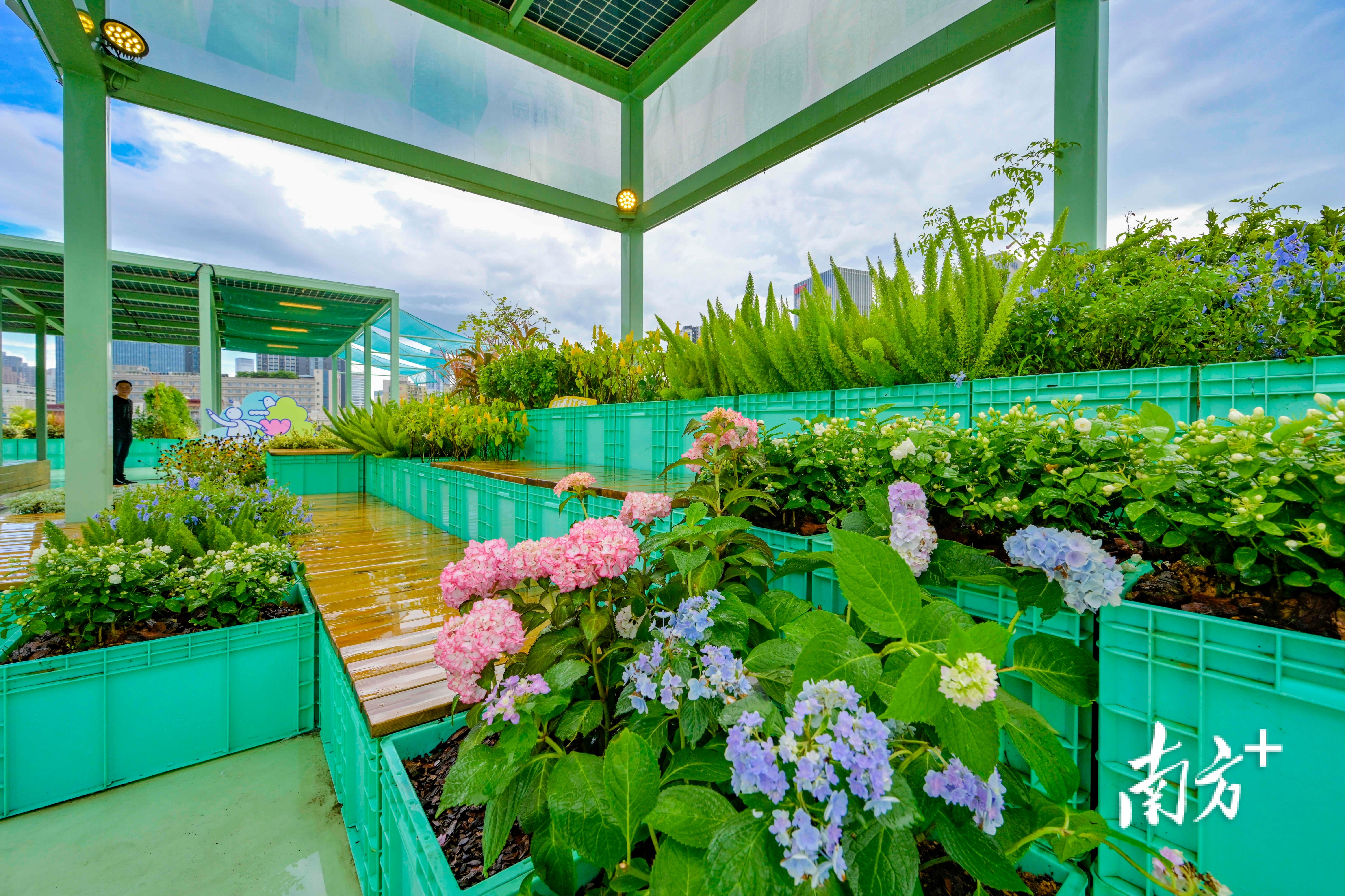 身边的边角地变身 美丽花园 22深圳共建花园全市11强出炉 凤凰网