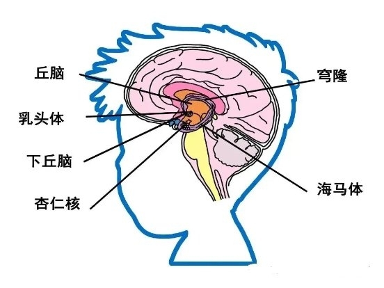 腦科學研發現:自閉症兒童大腦結構中的額葉,顳頂聯合區(行為及語言